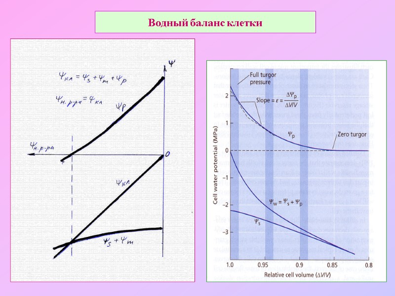 Водный баланс клетки